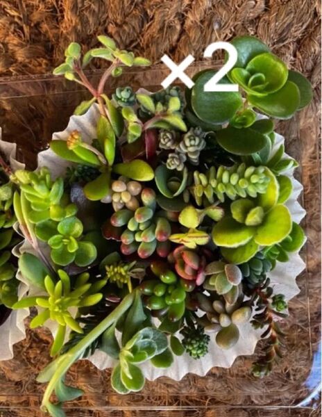 35種類×2倍(同じ種類) チビカット苗 寄せ植え 多肉植物 セダム ゆうパケット発送