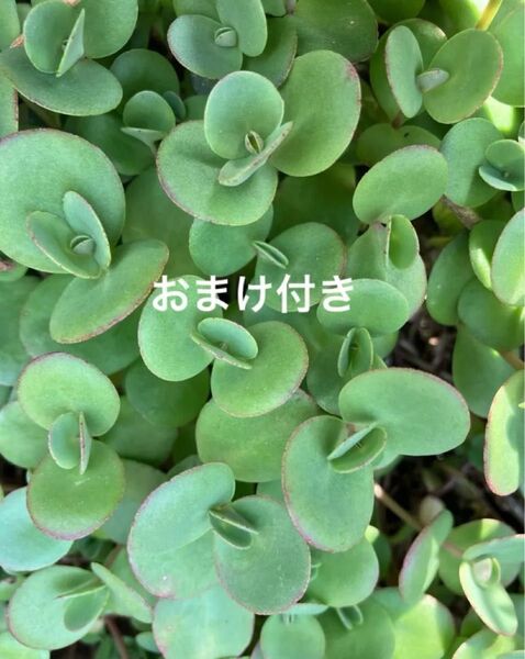 初心者様も大丈夫!ライムジンガー 7カット苗+おまけ 多肉植物 セダム ゆうパケット発送