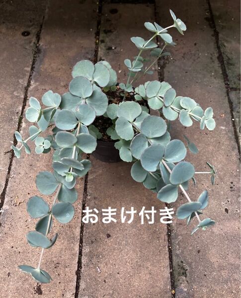 横茶熊 ミセバヤ 抜き苗+おまけ 10種類 セダム ゆうパケット発送 初心者も大丈夫!育てやすい!