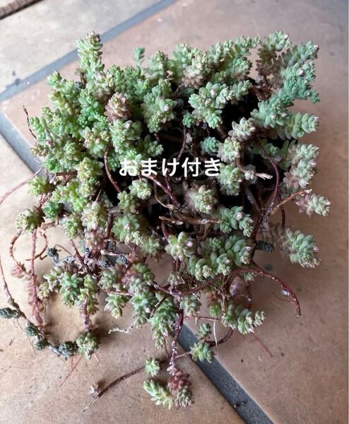 初心者様も大丈夫!強い品種! ミルキーウェイ 抜き苗+おまけ10種類 多肉植物 セダム ゆうパケット発送