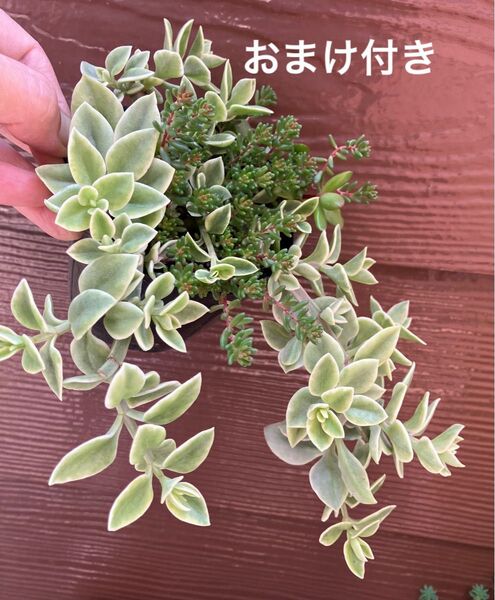 斑入りベビーサンライズ コーラルカーペット 他 抜き苗 +おまけ 多肉植物 セダム ゆうパケット発送