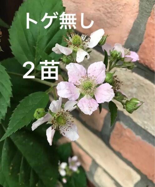 P猿 ブラックベリー苗 抜き苗 無農薬 トゲ無し 果実 ピンク花 ベリー 収穫