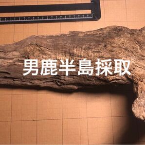 流木 工作 煮沸消毒済