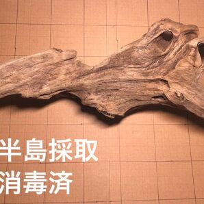 天然 流木 38cm 煮沸消毒済 アクアリウム インテリア