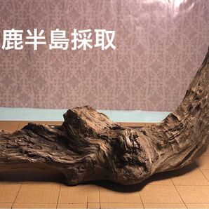 流木 大型 煮沸消毒済