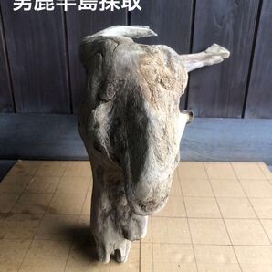 流木 アート インテリア アクアリウム 煮沸消毒済