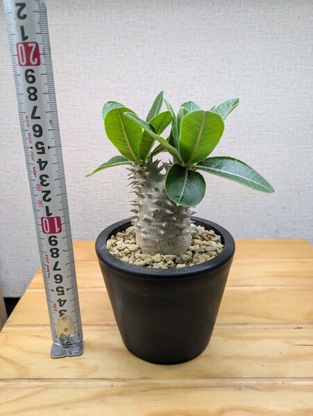 パキポディウム 恵比寿大黒