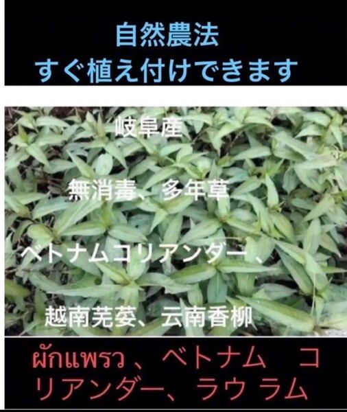 香辣廖、越南香菜、云南香柳.、岐阜産、自然任せの香味野菜多年草、ベトナムコリアンダー、 挿し木苗 安心、脇芽、根付き株5本