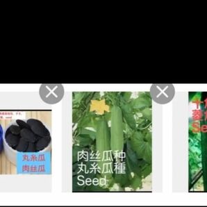 seed、岐阜県産、自然栽培、 ☆ 十角ヘチマのタネ、10粒 ☆ 丸ヘチマのタネ、 10粒