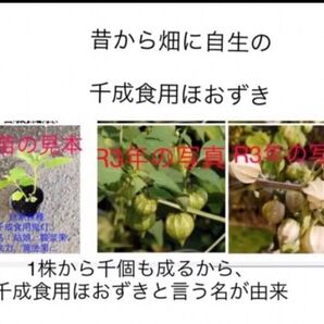 岐阜産、自然栽培無消毒、自家採種 姫千成食用ほおずき 鬼灯、 戈力、黄金果、抜け苗 3本