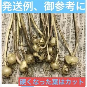 岐阜県産、薬草、山菜、畑の横自生天然 ■ノビル 野蒜、薤白 1セット 100球