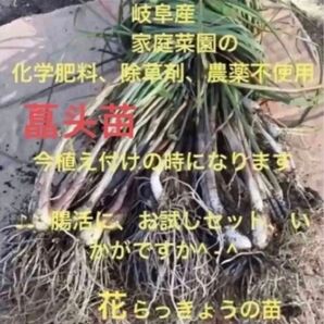 岐阜県産、自然栽培、野菜苗 ■花らっきょうの苗 30本
