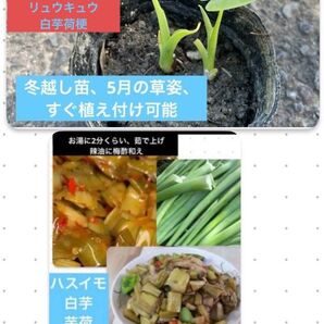 岐阜県産、自然栽培、ハスイモ、リュウキュウ、白芋、抜き苗、3株