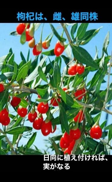 自然療法、岐阜県産、畑の横に自生している山菜 薬草 クコ、枸杞 ★挿木苗1株 ★挿木用のカット枝、6本