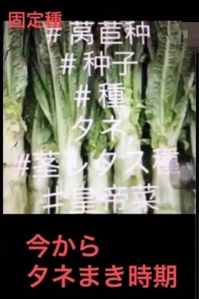 岐阜産seed無消毒種用家庭菜園、自家採種 茎レタス、ケルン又の名:山くらげ、皇帝菜 ステムレタス 1セット 種約300粒