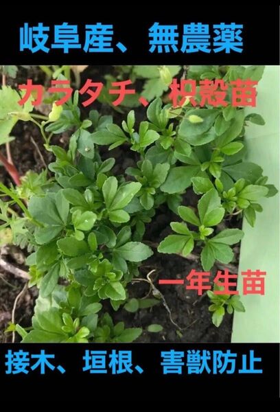 岐阜県産、自然栽培、枳殻、カラタチの苗木、1年生以上 10本、抜き苗、接木、垣根、害獣防止