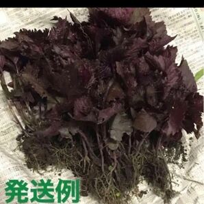 岐阜県産、自然栽培、しそ、赤紫蘇 抜き苗 30株、本葉4枚めに成長中