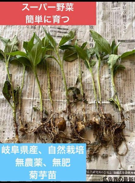 岐阜県産、自然農法スーパー、健康野菜 洋姜、菊芋抜き苗 15株