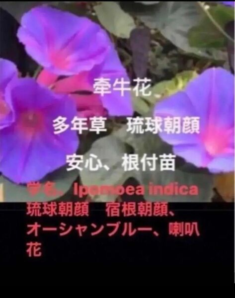 岐阜産多年草 琉球朝顔 オーシャンブルー 冬越しだ、たくましい苗 安心、芽、根つきのカット苗、 3本