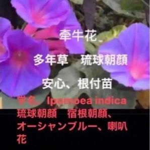 岐阜産、多年草 琉球朝顔 オーシャンブルー 冬越しだ、たくましい苗 安心、芽、根つきのカット苗、 3本