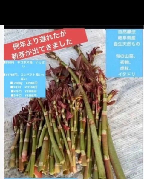 山菜の王様、天然もの旬の山菜、初物、 イタドリ、虎杖、すかんぽ ■660g以上〜ネコポス箱