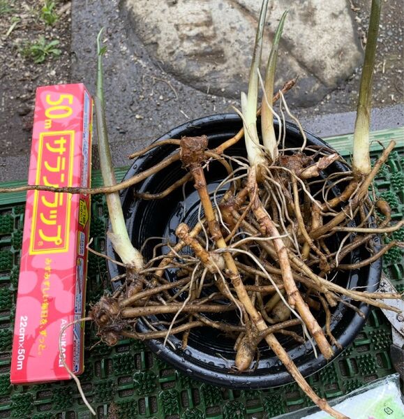 秋茗荷 無農薬 ミョウガ 地下茎 10株