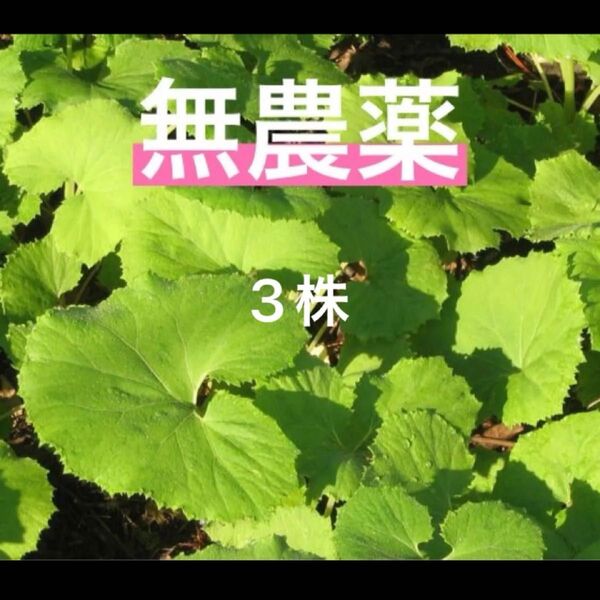蕗 ふき 3株 フキ 地下茎 抜き苗 来年の蕗の薹用に 無農薬