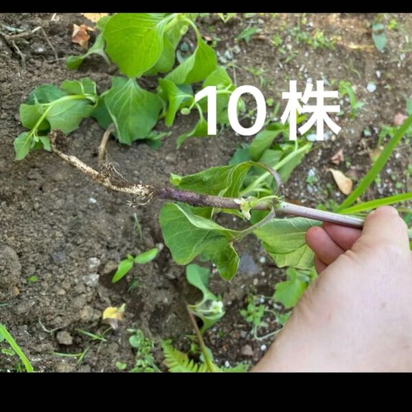 ホオズキ 鬼灯 抜き苗10株