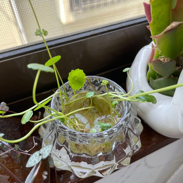 水草 ウォーターコイン ビオトープ メダカ アクアリウム 10株