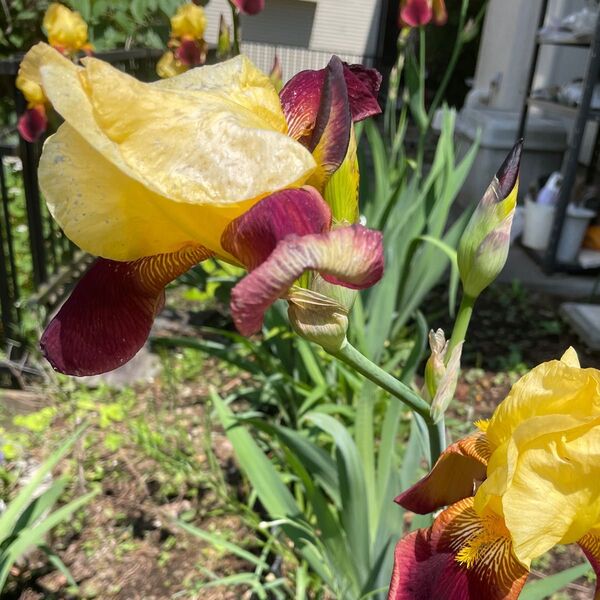 ジャーマンアイリス 黄色andあずきカラー 球根 ツートン 1株 菖蒲