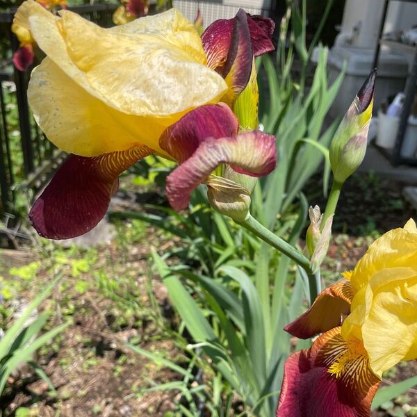 ジャーマンアイリス 黄色andあずきカラー 球根 ツートン 1株 菖蒲 ゴージャスなフリルが素敵