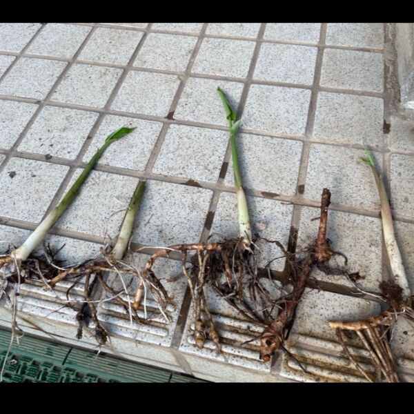 無農薬 ミョウガの抜き苗 茗荷 地下茎 4株