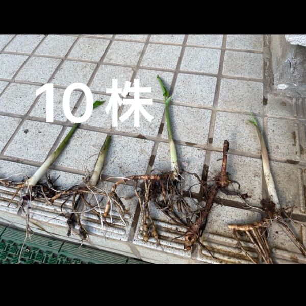 無農薬 ミョウガの苗 地下茎 茗荷 10株 そのまま植えられます 秋茗荷