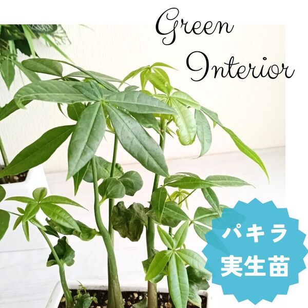 【超希少!】パキラ実生 横長陶器6株入り おしゃれ 観葉植物 インテリアグリーン 鉢植え ガーデニング 実生苗 苗木 Plant