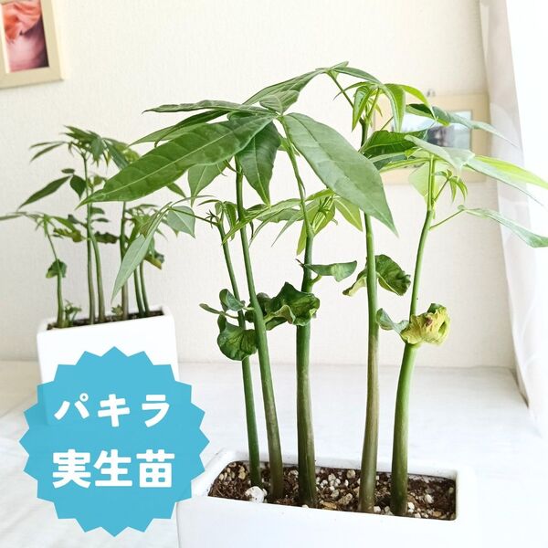 【超希少!】パキラ実生苗 おしゃれ陶器鉢 四角 5株入り 観葉植物 インテリアグリーン 鉢植え 植物 ガーデニング 苗木 小型