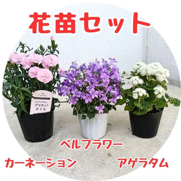 【3種セット】花苗セット カーネーション ベルフラワー アゲラタム ガーデニング 苗ポット 鉢花 多年草 母の日 遅れてごめんね