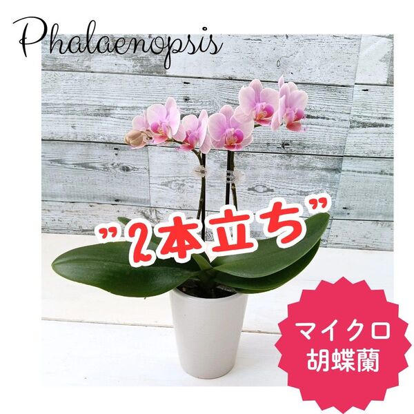 【2本立ち】マイクロ胡蝶蘭 2株 ピンク 鉢花 花鉢 鉢植え 生花 幸せが飛んでくる 花のある暮らし ご自宅用 ミニ 蘭