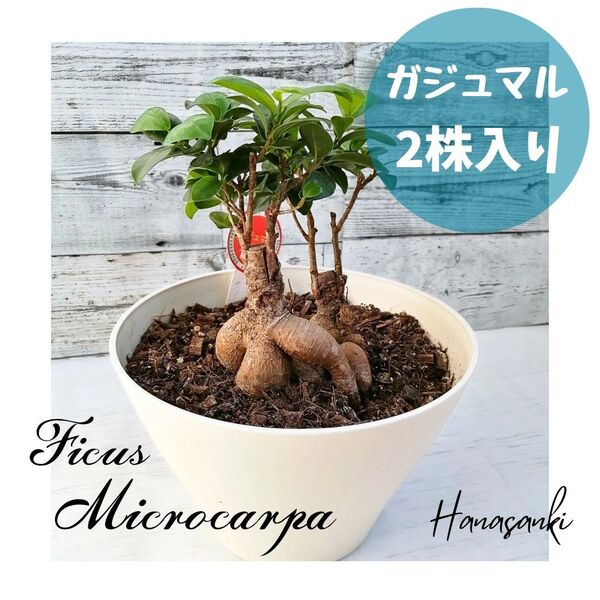 【多幸の木】ガジュマルの木 2株入り 観葉植物 インテリアグリーン フィカス ミクロカルパ ボタニカル 7号 ガーデニング 鉢