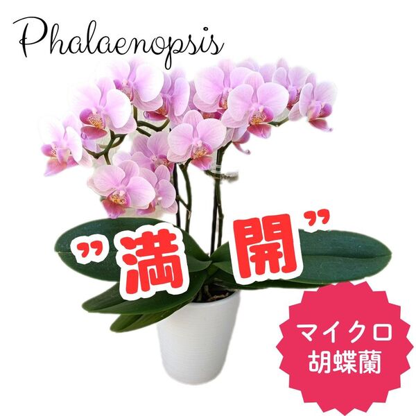 【満開】マイクロ胡蝶蘭 ミディ コチョウラン ピンク 二本立ち 2株 花鉢 鉢花 花 生花 鉢植え ご自宅用 洋蘭 玄関花 傷あり