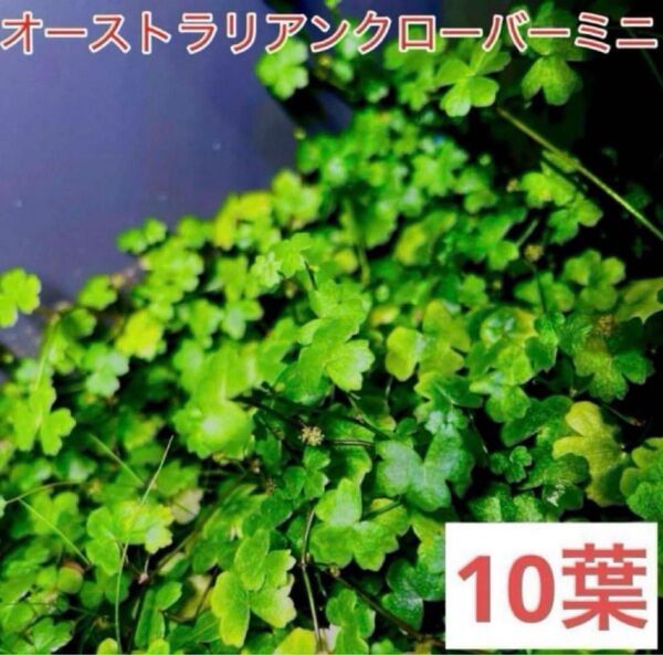 オーストラリアンクローバーミニ 10株