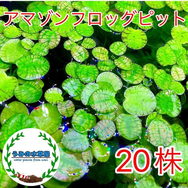 アマゾンフロッグピット 20株