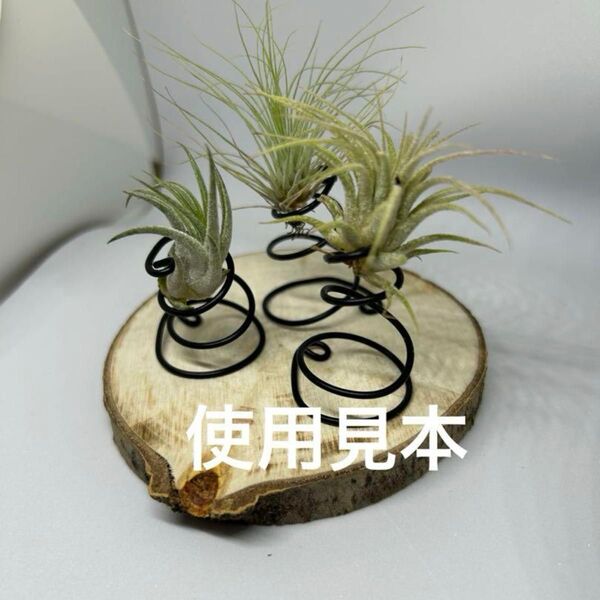 3点セット エアプランツ スタンド 黒