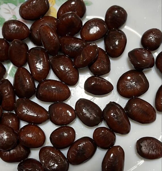 ポポーの種50粒