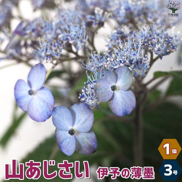 山アジサイ*伊予の薄墨*挿し木苗*抜き苗