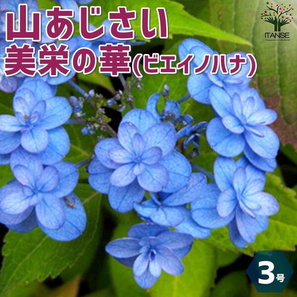 山あじさい *美楽の華(ビエイノハナ) *挿し木苗*抜き苗発送