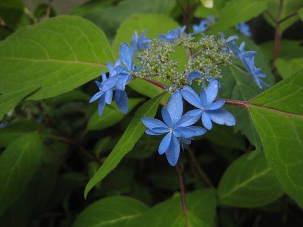 山アジサイ、美方八重