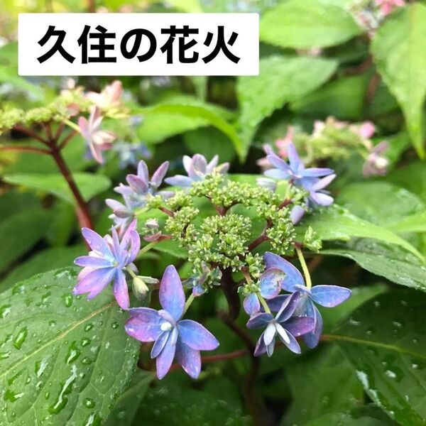 山アジサイ*久住の花火 *挿し木苗*抜き苗