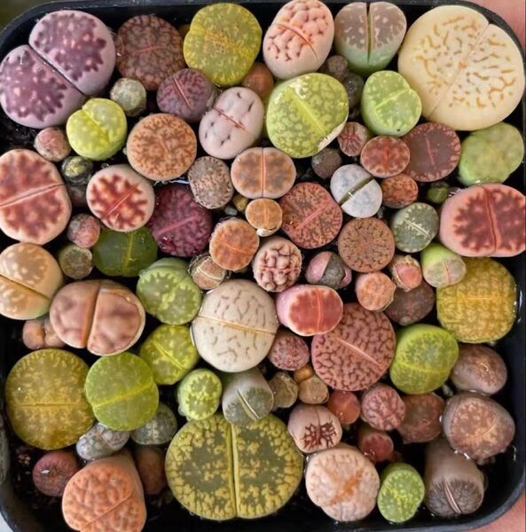 多肉植物 リトープス 色の組み合わせ 約 30苗 1年の苗0.3-1cm