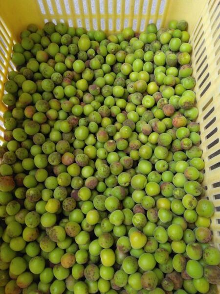 小梅800g、広島県産、産地直送、サイズ混合、農薬不使用、家庭用、