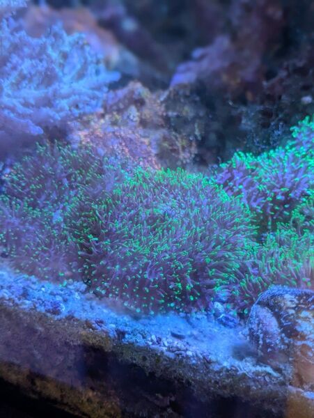 ヘアリーディスク サンゴ 海水魚 熱帯魚